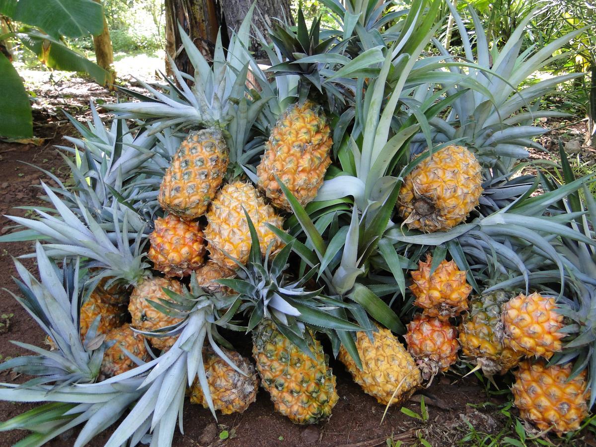 Yasi Yatere Reserva Agroecologica Ель-Собербіо Екстер'єр фото